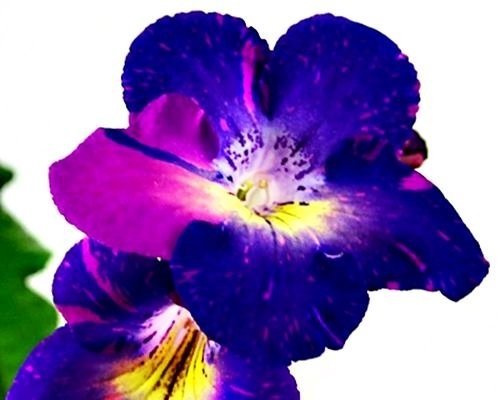 Streptocarpus VAT-VOLSHEBNIY KRISTALL - VAT-MAGIC CRYSTAL