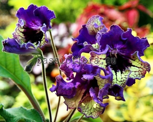 Streptocarpus TF-BEETHOVEN 