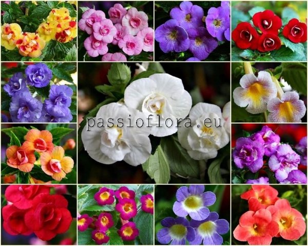 Achimenes Seeds MIX 2 