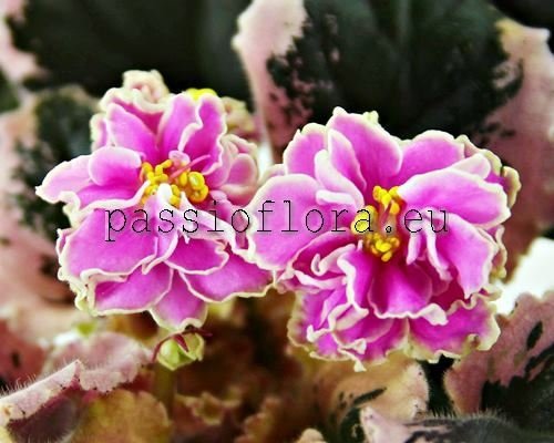 African Violet VAT-SWEET JANE - VAT-MILAYA DZHEYN