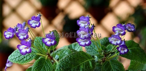 Eucodonia Seeds MAIKE 