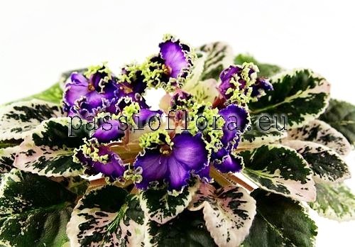 African Violet LE-GALATEA