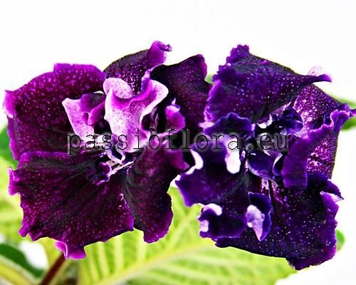 Streptocarpus DS-SOUL
