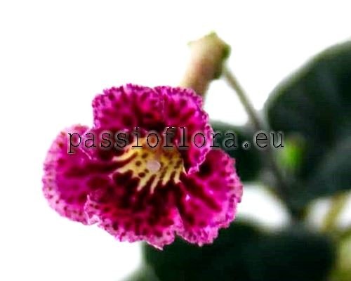 Mini Sinningia SRG'S FUERWERK