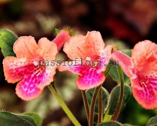 Mini Sinningia  SRG'S PEACH ERUPTION