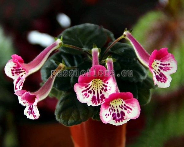 Mini Sinningia SIMSIM DREAMLAND 