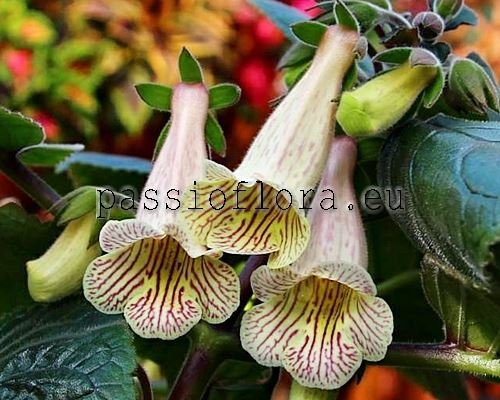 Sinningia ISA'S SCENT OF LOVE