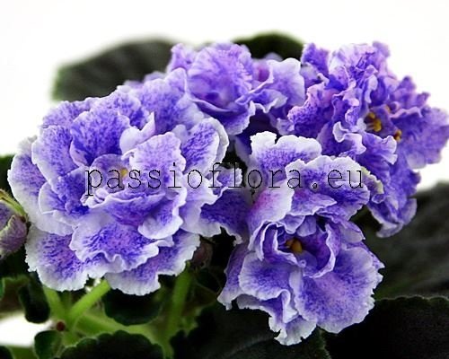 African Violet  ND-SHALFEI
