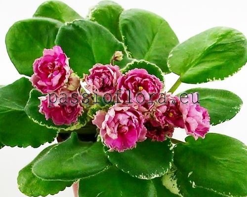 African Violet LE-MADAME POMPADOUR - LE-MADAM POMPADUR