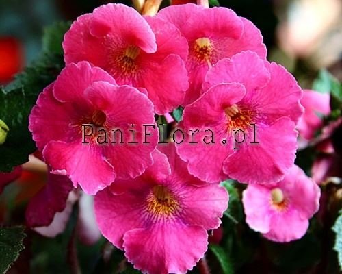 Achimenes ARLETTA PINK 