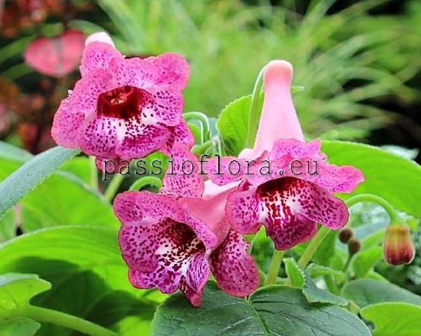 Sinningia  SL'S PARVATI