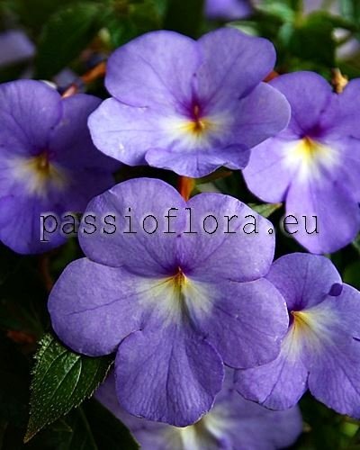 Achimenes RF'S GOLIATH