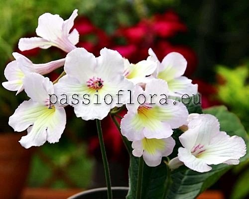 Streptocarpus OD-MILE - OD-MILYA