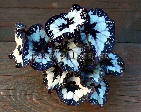 Begonia DS-DOLCE VITA