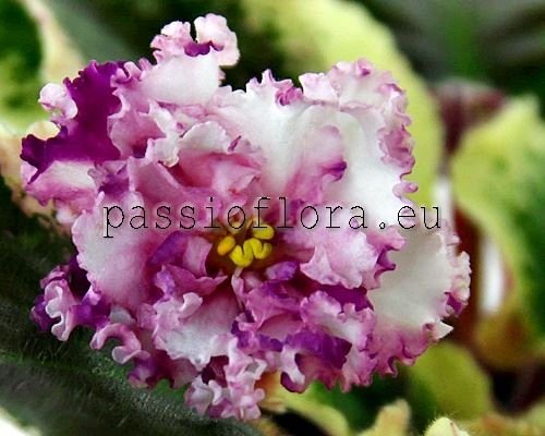 African Violet ND-KISS OF VENUS  - ND-POTSELUY VENERY