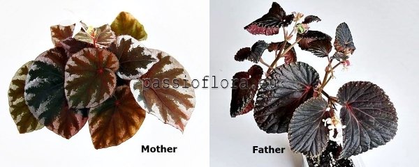 Begonia seeds koksunii x sp. Atricha