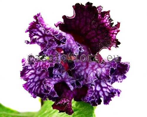 Streptocarpus DEM-GYPSY BARON 