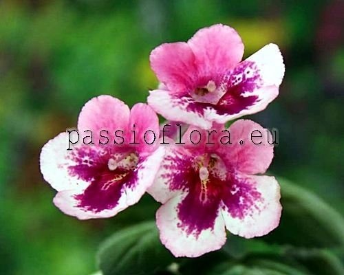 Mini Sinningia Seeds LOS ANGELES