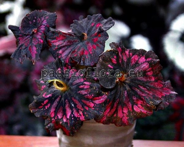 Begonia DS-BACCARAT
