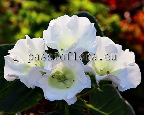 Gloxinia PF-NOTRE DAME 