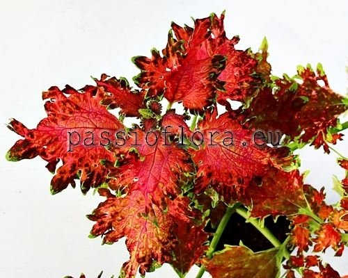 Coleus PF-CHAMPAGNE 