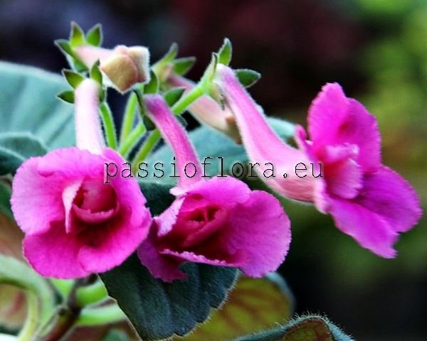 Mini Sinningia SRG'S WILD CHERRY