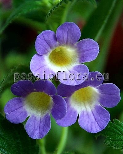 Achimenes Seeds MM'S BLUE MOON x