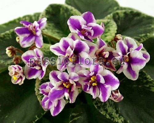 African Violet AV-CARAMELS - AV-KARAMELKI