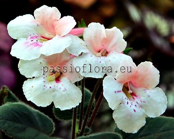 Mini Sinningia Seeds SRG'S AKOOKA