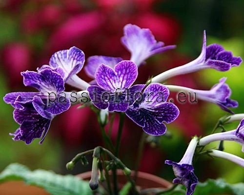 Streptocarpus LITTLE KAN 