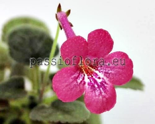 Mini Sinningia SRG'S BAMBOLLA