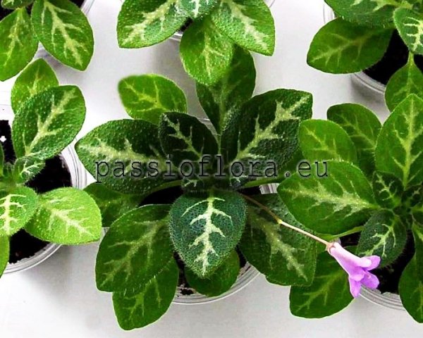 Primulina sinovietnamica