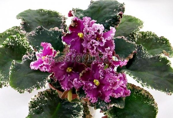 African Violet PT-LOVE ROMANCE - PT-LYUBOVNYY ROMANS