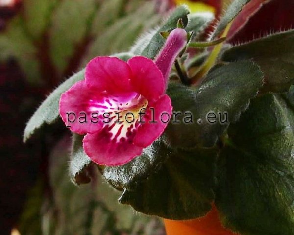 Mini Sinningia  BAL-YARA