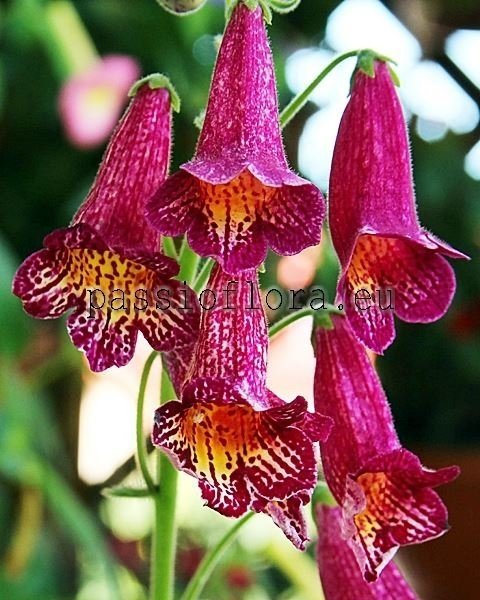 Smithiantha Seeds SIMSIM CHARMING DRAGON 