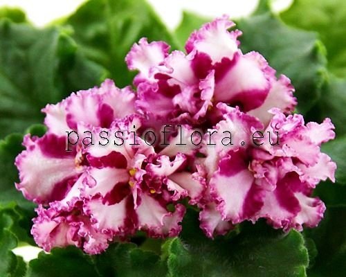 African Violet  Chimera LE-VZBITIE SLIVKI