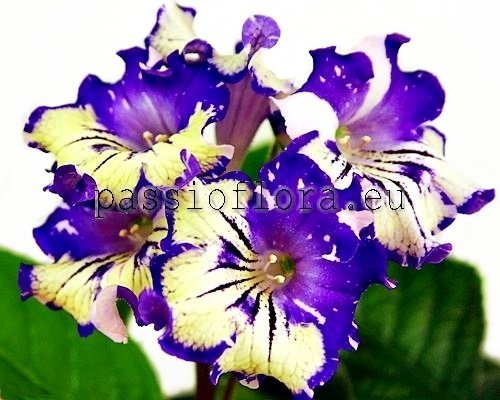 Streptocarpus DS-METEOR SHOWER - DS-METEORITNYY DOZHD