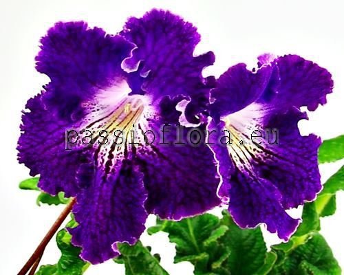 Streptocarpus VAT-TITAN