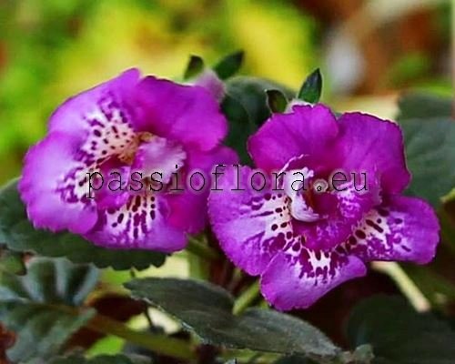 Mini Sinningia HCY'S TAURUS