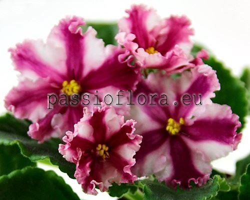 African Violet  Chimera ND-PRICHUDNITSA