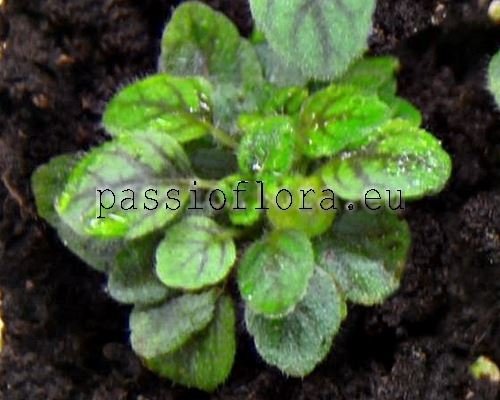 Micro Mini Sinningia pusilla Itaoca