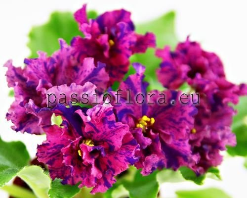 African Violet VAT-SENORITA