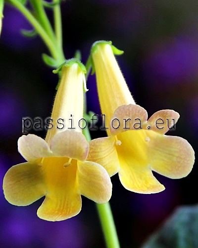 Smithiantha PF-SAHARA 