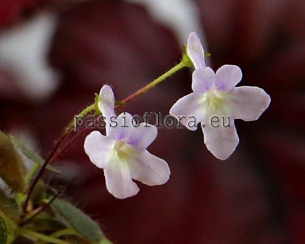 Micro Mini Sinningia pusilla SERRA DA VISTA