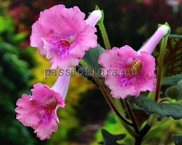 Mini Sinningia Seeds CHIPPEWA NABOR