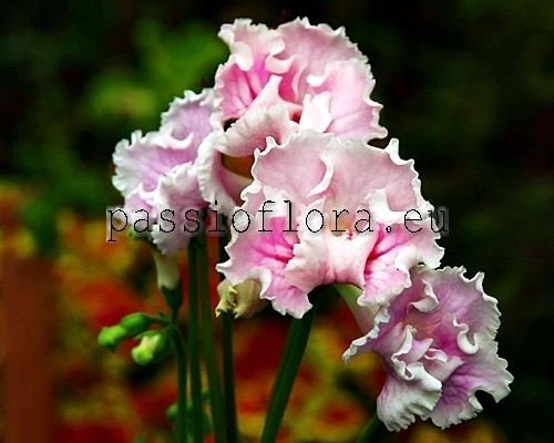 Streptocarpus PINK FLAMINGO