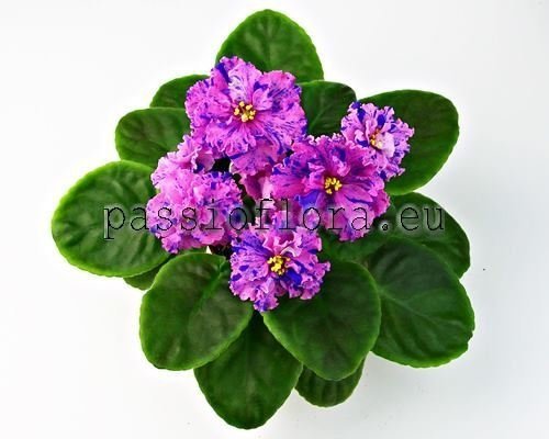 African Violet RM-PAOLINA