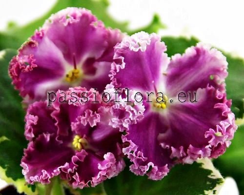 African Violet PT-VIOLETTA 