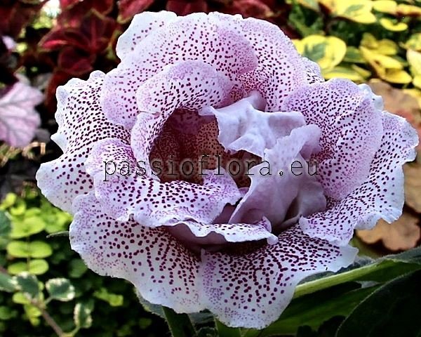 Gloxinia Seeds PF-HYPNOSIS 