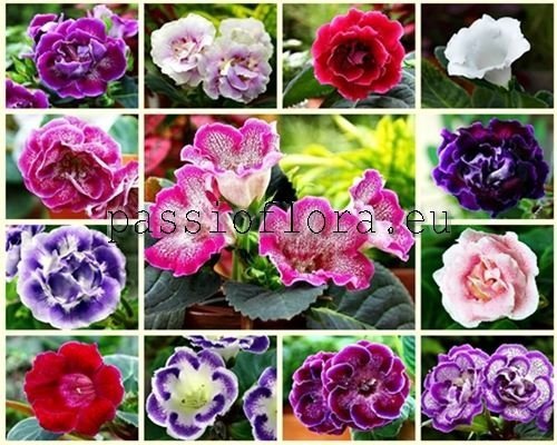 Gloxinia Seeds - Sinningia Speciosa Seeds - More Varieties Autumn 2023